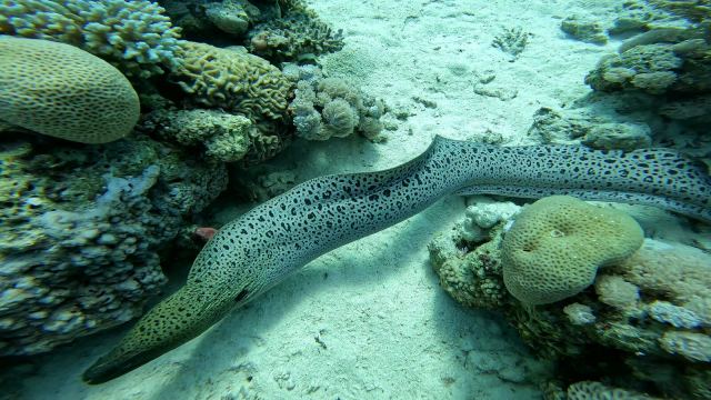 Murina leopard