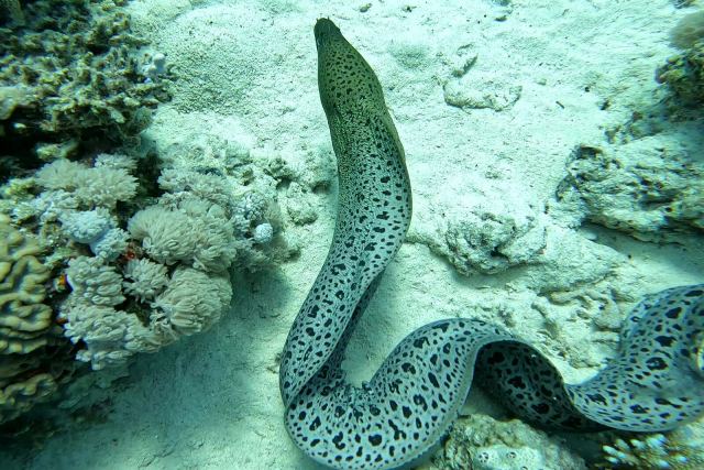Murina leopard (Gymnothorax favagineus)