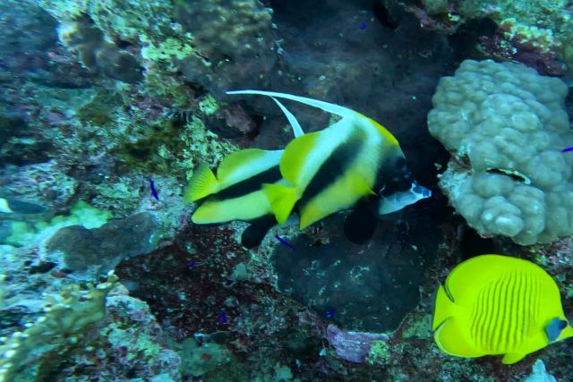 Crvenomorska riba zastavica (Heniochus intermedius)