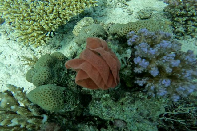 Španjolska plesačica – jaja (Hexabranchus sanguineus)