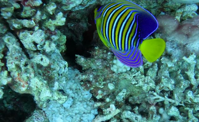Kraljevska anđeoska riba (Pygoplites diacanthus)