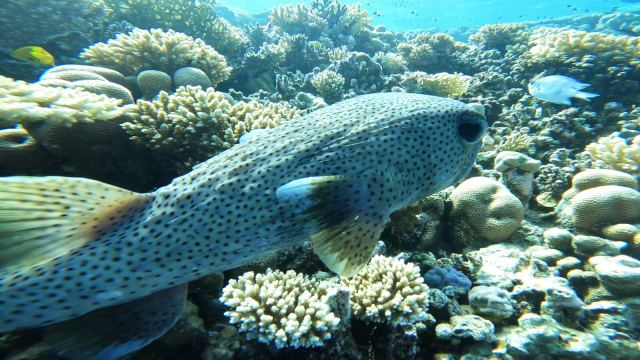 Velika napuhača (pjegavi ježinac) (Diodon hystrix)