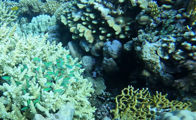 Zelena kromis (Chromis viridis)