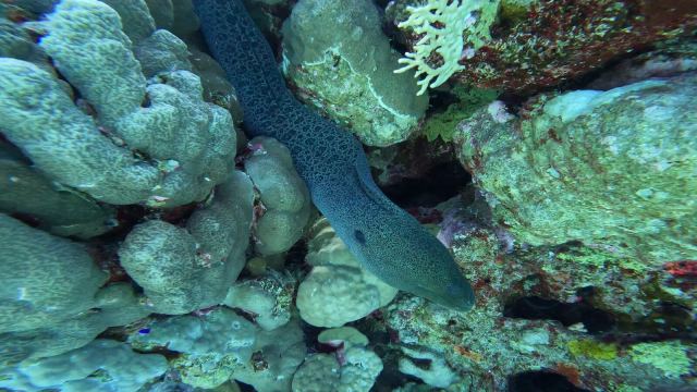 Divovska murina