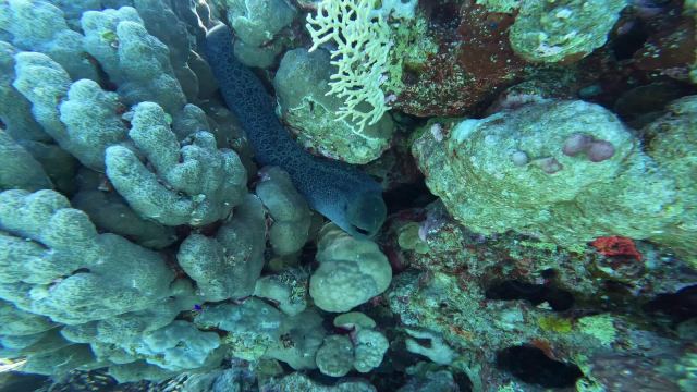 Divovska murina (Gymnothorax javanicus)